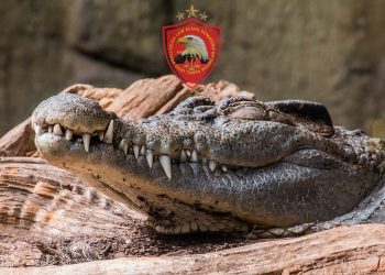Disaksikan Dua Anaknya.Nelayan di Bangka Selatan Diterkam Buaya Hingga Tanganya Putus.