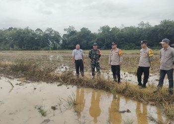 Dukung Program Swasembada Pangan Presiden Prabowo, Polsek Sanga Desa Tinjau Kesiapan 141 Ha Lahan Sawah