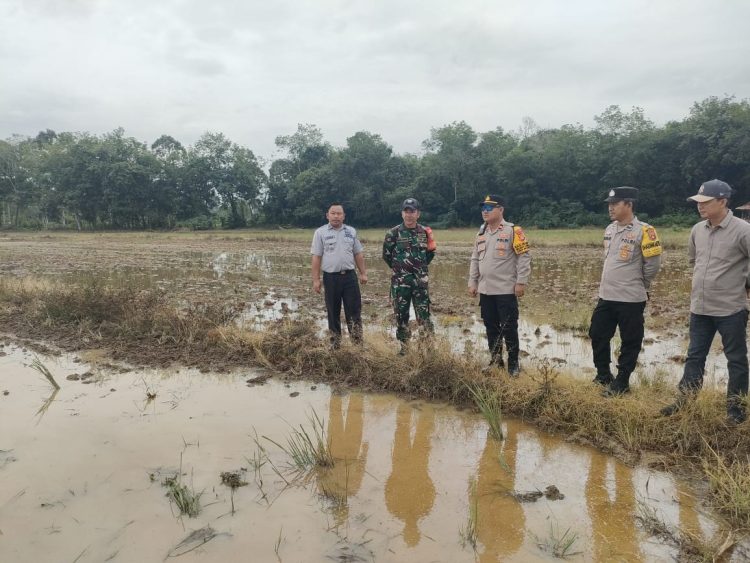 Dukung Program Swasembada Pangan Presiden Prabowo, Polsek Sanga Desa Tinjau Kesiapan 141 Ha Lahan Sawah
