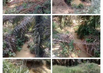 Di duga Ketua DPRD Muba membackup PT SPR atau PT ATM GROUP yang tidak punya HGU dan membuka lahan hutan lindung